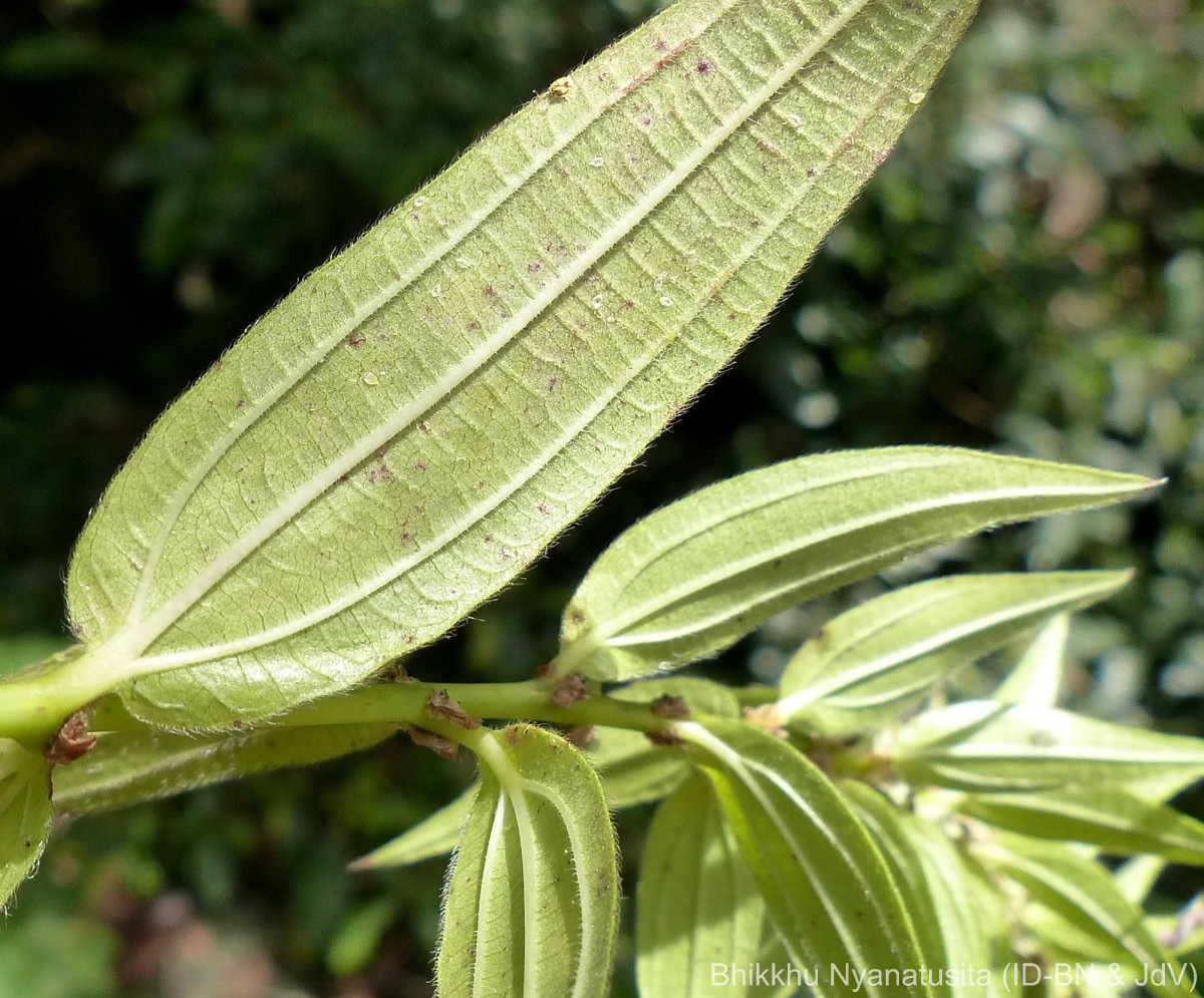 Gonostegia pentandra var. wightii (Benn.) Pull. & Karupp.